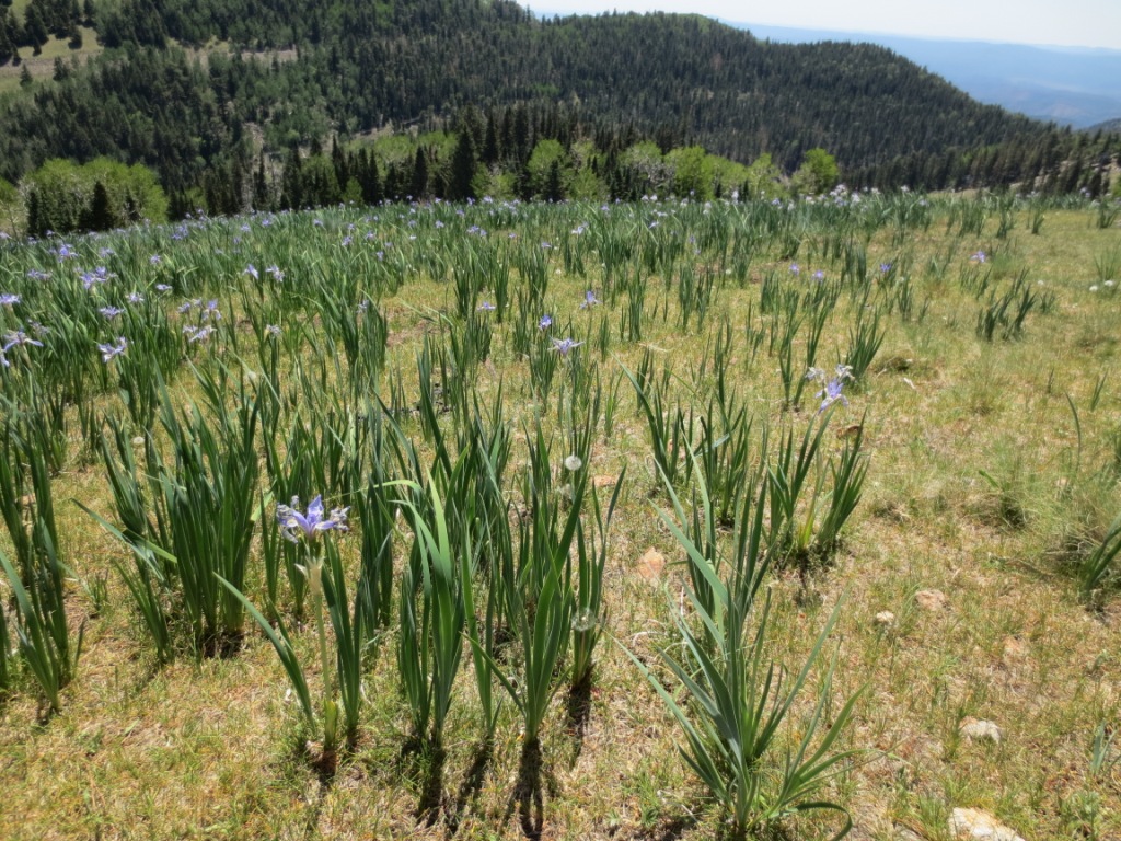 Windy Point Ruidoso, NM