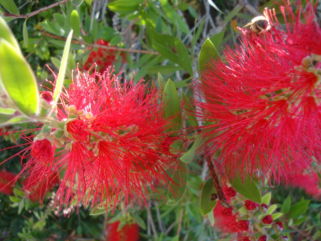 flowers in Cd. Chihuahua, Edo. Chih., Mexico